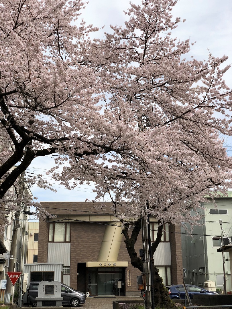 同窓会会館と桜のアーチ
